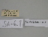  ( - SE MNC Lep 00404)  @11 [ ] Copyright (2010) Unspecified Museum fuer Naturkunde, Chemnitz