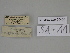  ( - SE MNC Lep 00406)  @11 [ ] Copyright (2010) Unspecified Museum fuer Naturkunde, Chemnitz