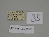  ( - SE MNC Lep 00407)  @11 [ ] Copyright (2010) Unspecified Museum fuer Naturkunde, Chemnitz
