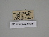  ( - SE MNC Lep 00410)  @11 [ ] Copyright (2010) Unspecified Museum fuer Naturkunde, Chemnitz