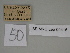  ( - SE MNC Lep 00416)  @11 [ ] Copyright (2010) Unspecified Museum fuer Naturkunde, Chemnitz