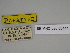 ( - SE MNC Lep 00444)  @11 [ ] Copyright (2010) Unspecified Museum fuer Naturkunde, Chemnitz