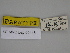  ( - SE MNC Lep 00445)  @11 [ ] Copyright (2010) Unspecified Museum fuer Naturkunde, Chemnitz