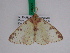  ( - BC ZFMK Lep 00224)  @13 [ ] Copyright (2010) Unspecified Zoologisches Forschungsmuseum Alexander Koenig, Bonn