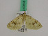  (Pseudostegania defectata - BC ZFMK Lep 00666)  @12 [ ] Copyright (2010) Axel Hausmann/Bavarian State Collection of Zoology (ZSM) SNSB, Zoologische Staatssammlung Muenchen