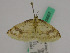  ( - BC ZFMK Lep 00667)  @11 [ ] Copyright (2010) Axel Hausmann/Bavarian State Collection of Zoology (ZSM) SNSB, Zoologische Staatssammlung Muenchen