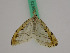  (Pseudostegania lijiangensis sp. n - BC ZFMK Lep 00673)  @12 [ ] Copyright (2010) Axel Hausmann/Bavarian State Collection of Zoology (ZSM) SNSB, Zoologische Staatssammlung Muenchen