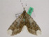  ( - BC ZFMK Lep 00700)  @13 [ ] Copyright (2010) Axel Hausmann/Bavarian State Collection of Zoology (ZSM) SNSB, Zoologische Staatssammlung Muenchen