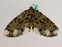  ( - BC ZFMK Lep 00701)  @12 [ ] Copyright (2010) Axel Hausmann/Bavarian State Collection of Zoology (ZSM) SNSB, Zoologische Staatssammlung Muenchen