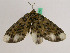  ( - BC ZFMK Lep 00702)  @12 [ ] Copyright (2010) Axel Hausmann/Bavarian State Collection of Zoology (ZSM) SNSB, Zoologische Staatssammlung Muenchen
