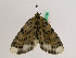  ( - BC ZFMK Lep 00704)  @12 [ ] Copyright (2010) Axel Hausmann/Bavarian State Collection of Zoology (ZSM) SNSB, Zoologische Staatssammlung Muenchen