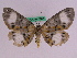  ( - BC ZFMK Lep 00738)  @11 [ ] Copyright (2010) Axel Hausmann/Bavarian State Collection of Zoology (ZSM) SNSB, Zoologische Staatssammlung Muenchen