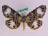  ( - BC ZFMK Lep 00740)  @11 [ ] Copyright (2010) Axel Hausmann/Bavarian State Collection of Zoology (ZSM) SNSB, Zoologische Staatssammlung Muenchen
