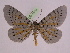  ( - BC ZFMK Lep 00759_GWORF)  @13 [ ] Copyright (2010) Axel Hausmann/Bavarian State Collection of Zoology (ZSM) SNSB, Zoologische Staatssammlung Muenchen