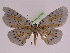  ( - BC ZFMK Lep 00760_GWORF)  @13 [ ] Copyright (2010) Axel Hausmann/Bavarian State Collection of Zoology (ZSM) SNSB, Zoologische Staatssammlung Muenchen
