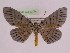  ( - BC ZFMK Lep 00774_GWORF)  @13 [ ] Copyright (2010) Axel Hausmann/Bavarian State Collection of Zoology (ZSM) SNSB, Zoologische Staatssammlung Muenchen