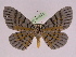  ( - BC ZFMK Lep 00775_GWORF)  @13 [ ] Copyright (2010) Axel Hausmann/Bavarian State Collection of Zoology (ZSM) SNSB, Zoologische Staatssammlung Muenchen