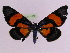  ( - BC ZFMK Lep 00780_GWORF)  @13 [ ] Copyright (2010) Axel Hausmann/Bavarian State Collection of Zoology (ZSM) SNSB, Zoologische Staatssammlung Muenchen