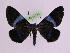  ( - BC ZFMK Lep 00785_GWORF)  @13 [ ] Copyright (2010) Axel Hausmann/Bavarian State Collection of Zoology (ZSM) SNSB, Zoologische Staatssammlung Muenchen