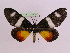  ( - BC ZFMK Lep 00788_GWORF)  @14 [ ] Copyright (2010) Axel Hausmann/Bavarian State Collection of Zoology (ZSM) SNSB, Zoologische Staatssammlung Muenchen