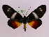  ( - BC ZFMK Lep 00789_GWORF)  @13 [ ] Copyright (2010) Axel Hausmann/Bavarian State Collection of Zoology (ZSM) SNSB, Zoologische Staatssammlung Muenchen
