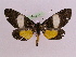  ( - BC ZFMK Lep 00790_GWORF)  @14 [ ] Copyright (2010) Axel Hausmann/Bavarian State Collection of Zoology (ZSM) SNSB, Zoologische Staatssammlung Muenchen