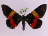  ( - BC ZFMK Lep 00794_GWORF)  @14 [ ] Copyright (2010) Axel Hausmann/Bavarian State Collection of Zoology (ZSM) SNSB, Zoologische Staatssammlung Muenchen