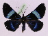  ( - BC ZFMK Lep 00802_GWORF)  @13 [ ] Copyright (2010) Axel Hausmann/Bavarian State Collection of Zoology (ZSM) SNSB, Zoologische Staatssammlung Muenchen