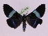  ( - BC ZFMK Lep 00803_GWORF)  @11 [ ] Copyright (2010) Axel Hausmann/Bavarian State Collection of Zoology (ZSM) SNSB, Zoologische Staatssammlung Muenchen