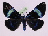  ( - BC ZFMK Lep 00805_GWORF)  @13 [ ] Copyright (2010) Axel Hausmann/Bavarian State Collection of Zoology (ZSM) SNSB, Zoologische Staatssammlung Muenchen