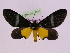  ( - BC ZFMK Lep 00806_GWORF)  @14 [ ] Copyright (2010) Axel Hausmann/Bavarian State Collection of Zoology (ZSM) SNSB, Zoologische Staatssammlung Muenchen