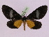  ( - BC ZFMK Lep 00807_GWORF)  @14 [ ] Copyright (2010) Axel Hausmann/Bavarian State Collection of Zoology (ZSM) SNSB, Zoologische Staatssammlung Muenchen