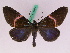  ( - BC ZFMK Lep 00824)  @14 [ ] Copyright (2010) Axel Hausmann/Bavarian State Collection of Zoology (ZSM) SNSB, Zoologische Staatssammlung Muenchen