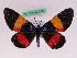  (Milionia drucei corusca - BC ZFMK Lep 00829)  @14 [ ] Copyright (2010) Axel Hausmann/Bavarian State Collection of Zoology (ZSM) SNSB, Zoologische Staatssammlung Muenchen