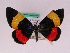  ( - BC ZFMK Lep 00830)  @13 [ ] Copyright (2010) Axel Hausmann/Bavarian State Collection of Zoology (ZSM) SNSB, Zoologische Staatssammlung Muenchen