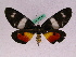  ( - BC ZFMK Lep 00837)  @14 [ ] Copyright (2010) Axel Hausmann/Bavarian State Collection of Zoology (ZSM) SNSB, Zoologische Staatssammlung Muenchen