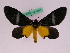  ( - BC ZFMK Lep 00841)  @14 [ ] Copyright (2010) Axel Hausmann/Bavarian State Collection of Zoology (ZSM) SNSB, Zoologische Staatssammlung Muenchen