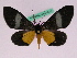  ( - BC ZFMK Lep 00842)  @14 [ ] Copyright (2010) Axel Hausmann/Bavarian State Collection of Zoology (ZSM) SNSB, Zoologische Staatssammlung Muenchen