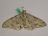  ( - BC ZFMK Lep 00946)  @13 [ ] Copyright (2010) Bavarian State Collection of Zoology (ZSM) SNSB, Zoologische Staatssammlung Muenchen