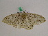  ( - BC ZFMK Lep 00947)  @13 [ ] Copyright (2010) Bavarian State Collection of Zoology (ZSM) SNSB, Zoologische Staatssammlung Muenchen