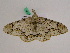  ( - BC ZFMK Lep 00948)  @13 [ ] Copyright (2010) Bavarian State Collection of Zoology (ZSM) SNSB, Zoologische Staatssammlung Muenchen