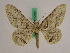  ( - BC ZFMK Lep 00980)  @11 [ ] Copyright (2010) Bavarian State Collection of Zoology (ZSM) SNSB, Zoologische Staatssammlung Muenchen