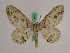 ( - BC ZFMK Lep 00984)  @11 [ ] Copyright (2010) Bavarian State Collection of Zoology (ZSM) SNSB, Zoologische Staatssammlung Muenchen