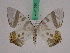  ( - BC ZFMK Lep 01030)  @11 [ ] Copyright (2010) Bavarian State Collection of Zoology (ZSM) SNSB, Zoologische Staatssammlung Muenchen