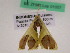 ( - BC ZFMK Lep 01057)  @12 [ ] Copyright (2012) Dieter Stuening Zoological Research Museum Alexander Koenig
