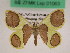  ( - BC ZFMK Lep 01063)  @11 [ ] Copyright (2012) Dieter Stuening Zoological Research Museum Alexander Koenig