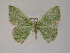 ( - BC ZSM Lep 02834)  @13 [ ] CreativeCommons - Attribution Non-Commercial Share-Alike (2010) Unspecified SNSB, Zoologische Staatssammlung Muenchen