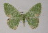  ( - BC ZSM Lep 02835)  @13 [ ] CreativeCommons - Attribution Non-Commercial Share-Alike (2010) Unspecified SNSB, Zoologische Staatssammlung Muenchen
