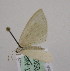  ( - BC ZSM Lep 03580)  @13 [ ] CreativeCommons - Attribution Non-Commercial Share-Alike (2010) Unspecified SNSB, Zoologische Staatssammlung Muenchen