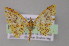  ( - BC ZSM Lep 04522)  @13 [ ] CreativeCommons - Attribution Non-Commercial Share-Alike (2010) Unspecified SNSB, Zoologische Staatssammlung Muenchen